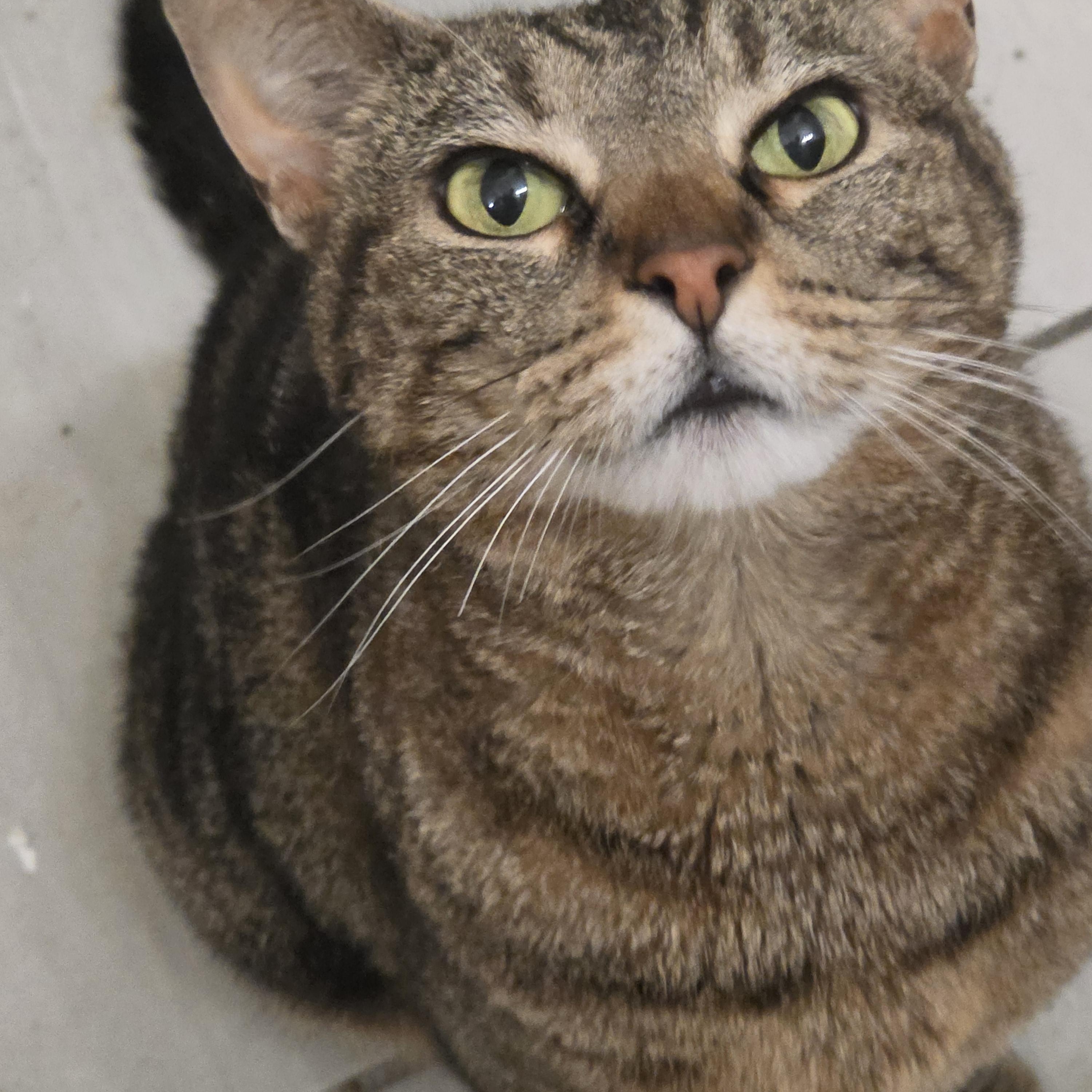 Enlarge Twiggy, a ADOPTABLE Tabby in Lawrenceville, GA image 4/4