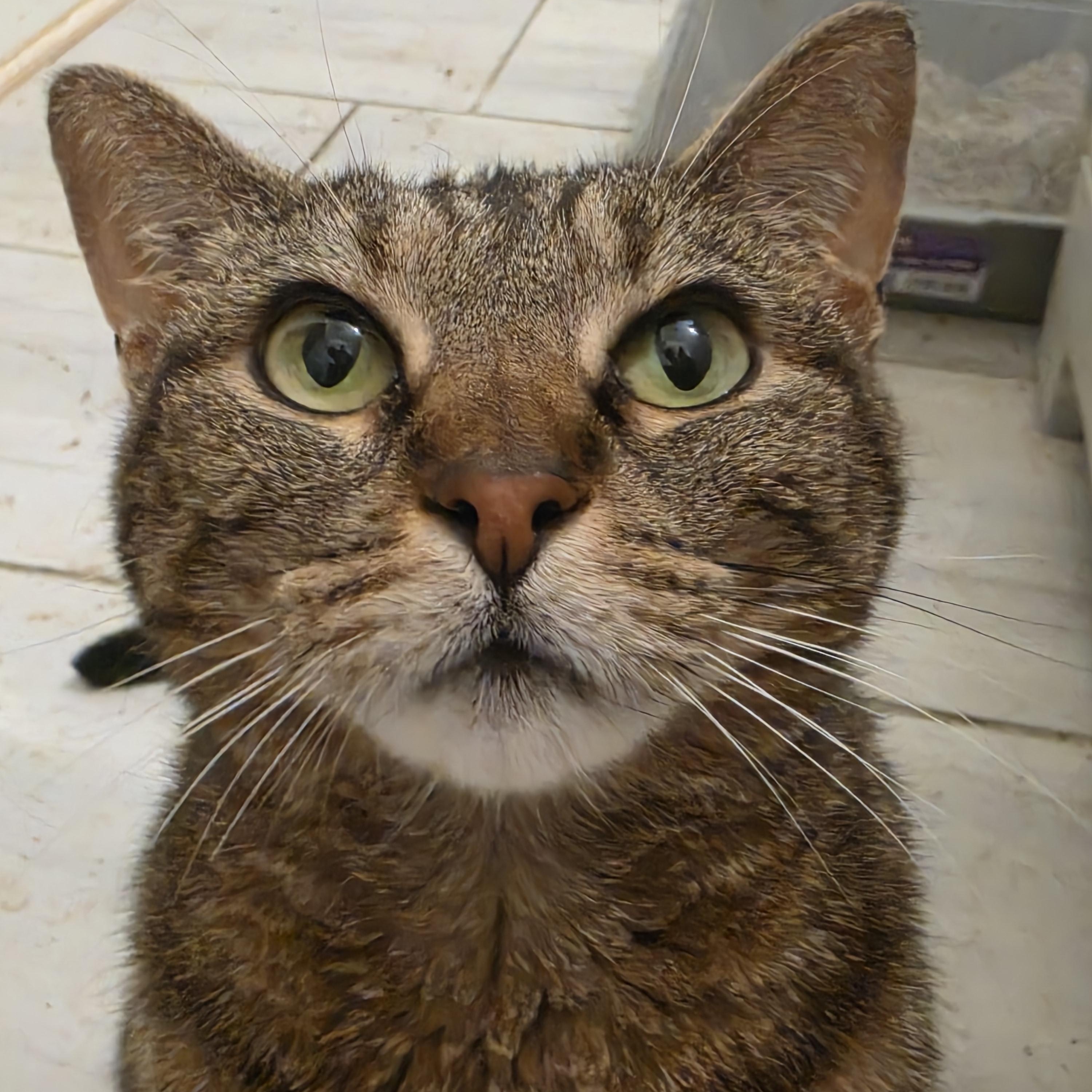 Enlarge Twiggy, a ADOPTABLE Tabby in Lawrenceville, GA image 1/4