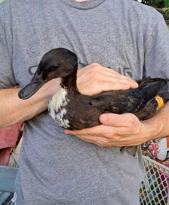 Storm / Desi, Adoptable, Young Male Duck.