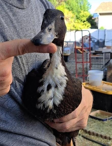 Enlarge Storm, a Adoptable Duck in Eagle Mountain, UT image 2/2