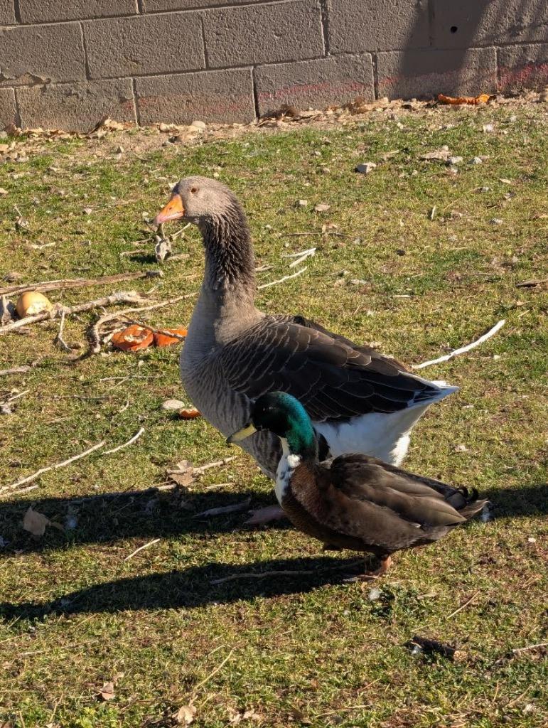 Enlarge Lil Ricky / Desi, a Adoptable Duck in Eagle Mountain, UT image 3/3