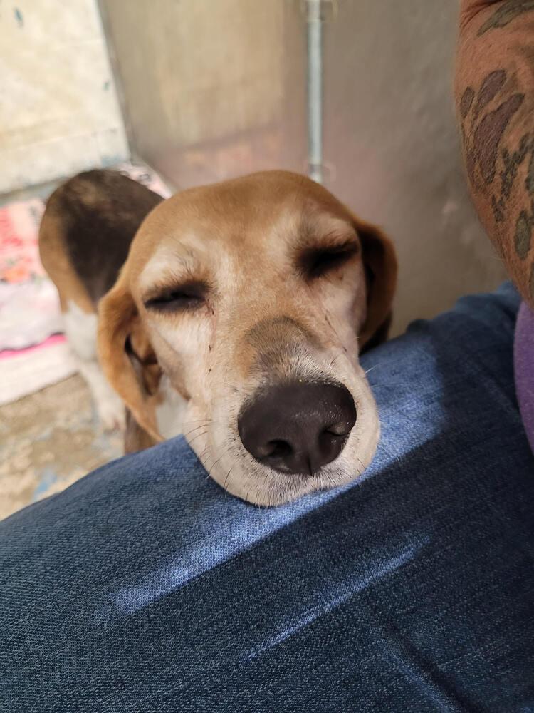 Maureen, Adoptable, Adult Female Beagle.