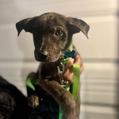 Enlarge Blakely, a Adoptable mixed breed in St. Charles, IL image 1/2