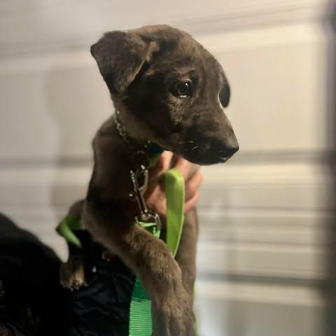 Enlarge Blakely, a Adoptable mixed breed in St. Charles, IL image 2/2