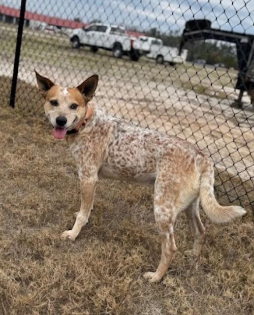 BUCKY, a ADOPTABLE Australian Cattle Dog / Blue Heeler in Lynn Haven, FL image 1/4