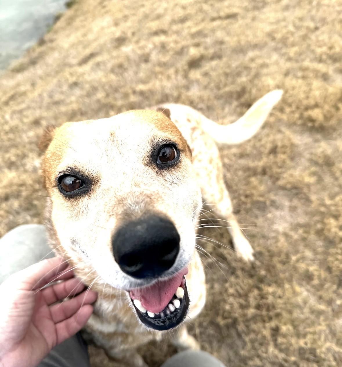 BUCKY, a ADOPTABLE Australian Cattle Dog / Blue Heeler in Lynn Haven, FL image 3/4