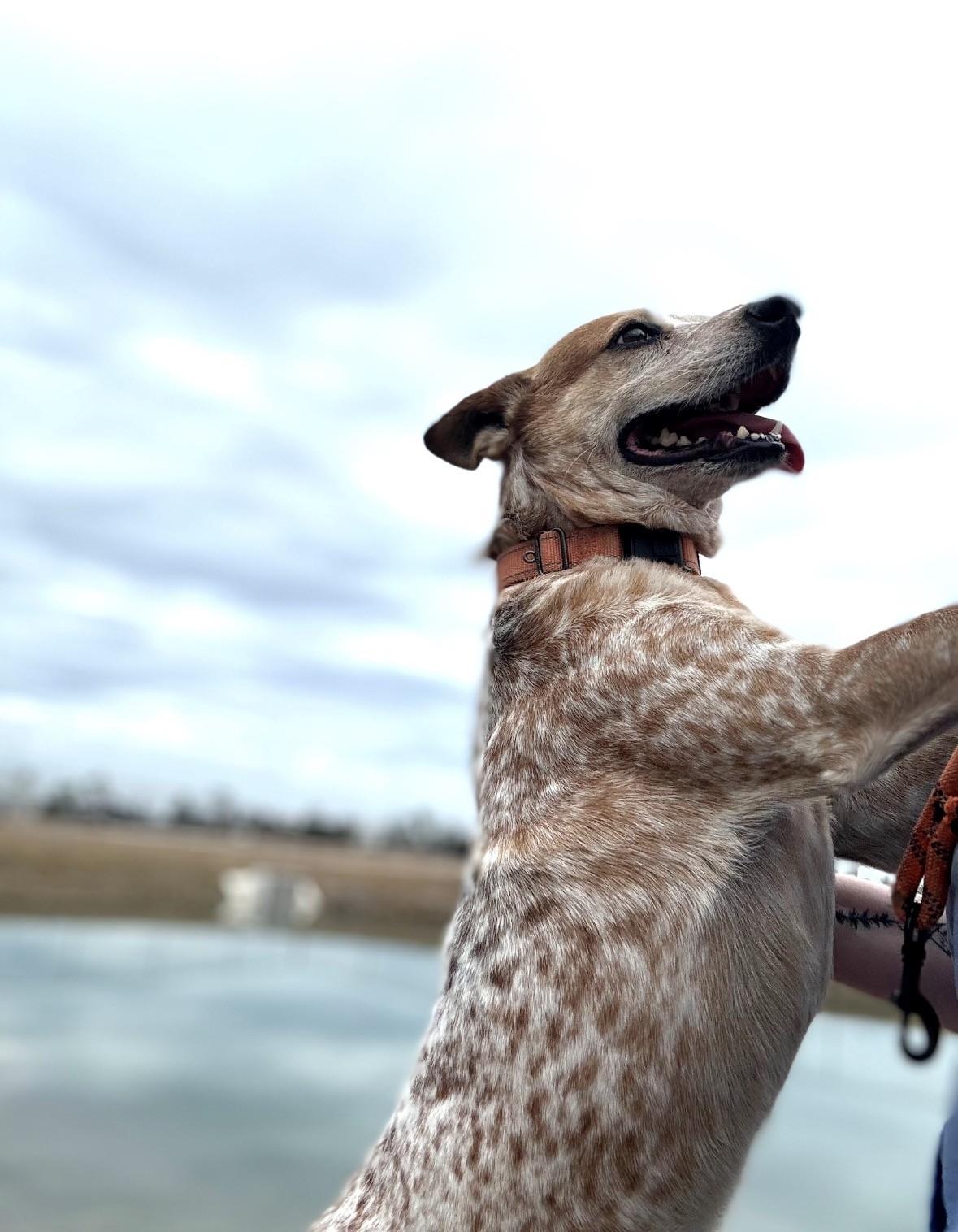 BUCKY, a ADOPTABLE Australian Cattle Dog / Blue Heeler in Lynn Haven, FL image 2/4