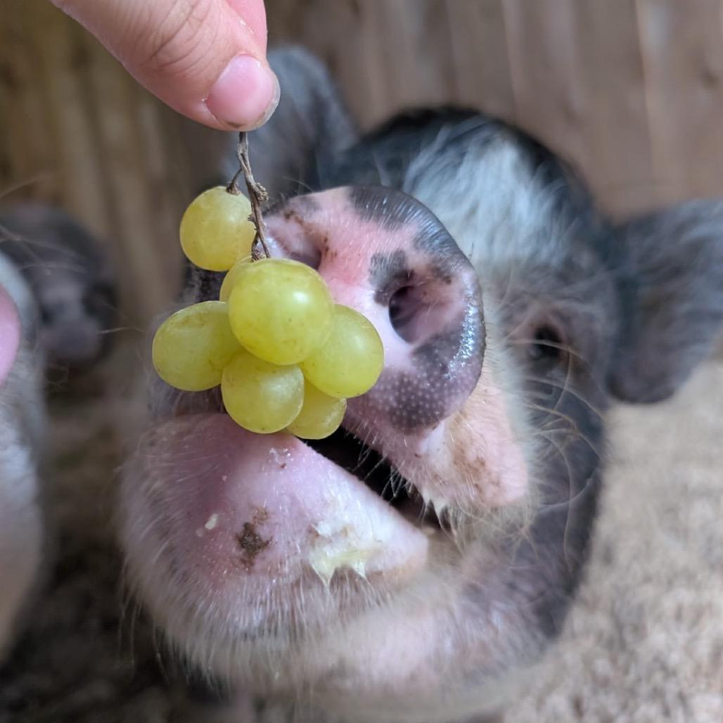 Enlarge Gidget, a Adoptable Vietnamese Pot Bellied in Puslinch, ON image 1/6