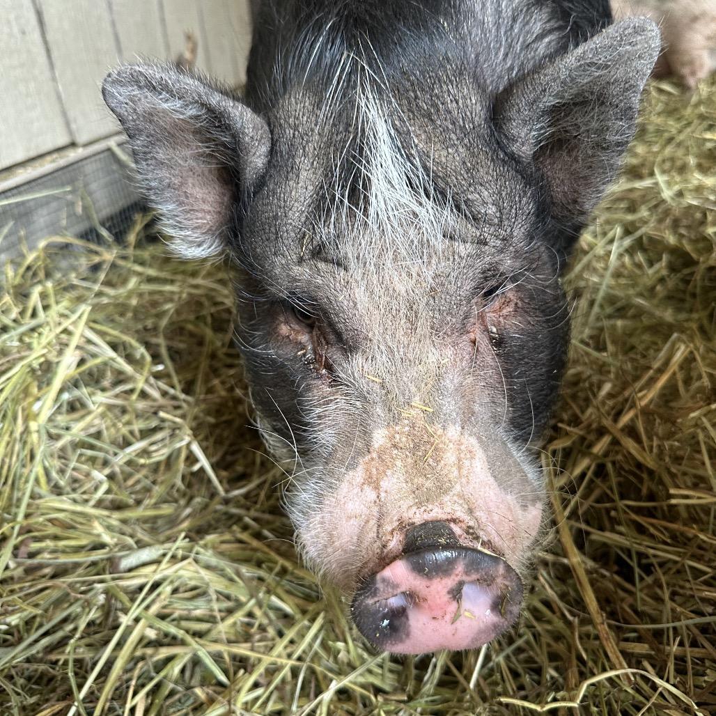 Enlarge Gidget, a Adoptable Vietnamese Pot Bellied in Puslinch, ON image 2/6