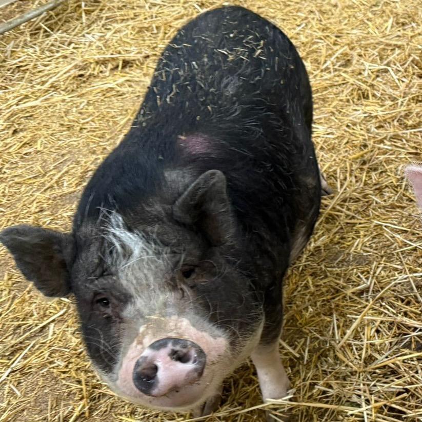 Enlarge Gidget, a Adoptable Vietnamese Pot Bellied in Puslinch, ON image 4/6