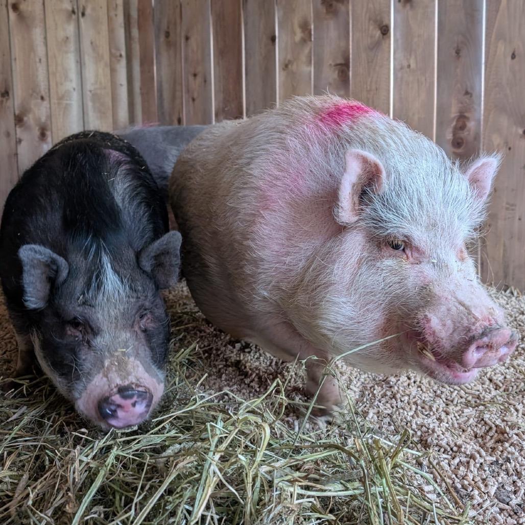 Enlarge Gidget, a Adoptable Vietnamese Pot Bellied in Puslinch, ON image 5/6