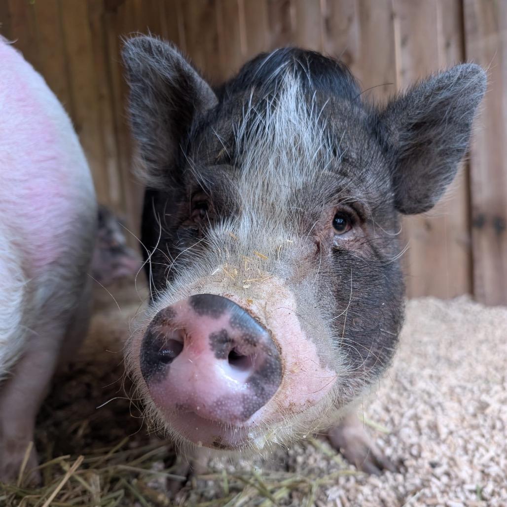 Enlarge Gidget, a Adoptable Vietnamese Pot Bellied in Puslinch, ON image 6/6