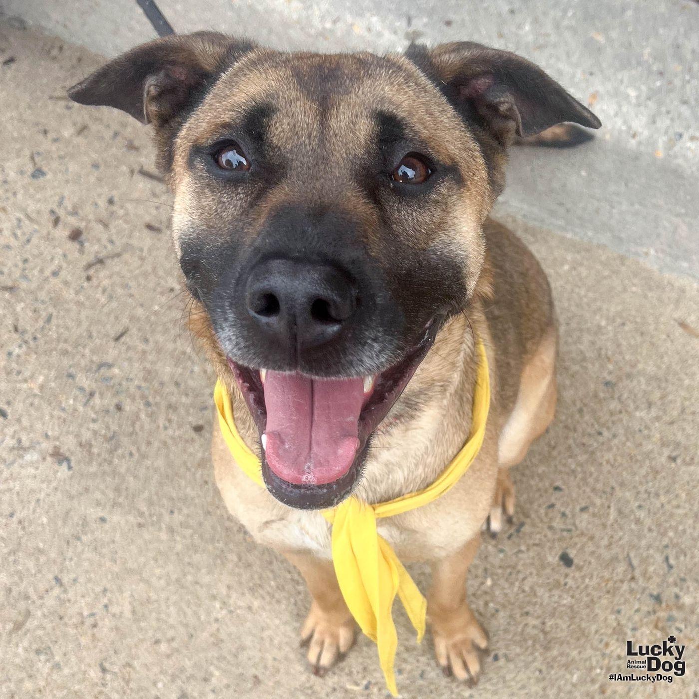 Enlarge Wiggle, a Adoptable Shepherd in Washington, DC image 1/3