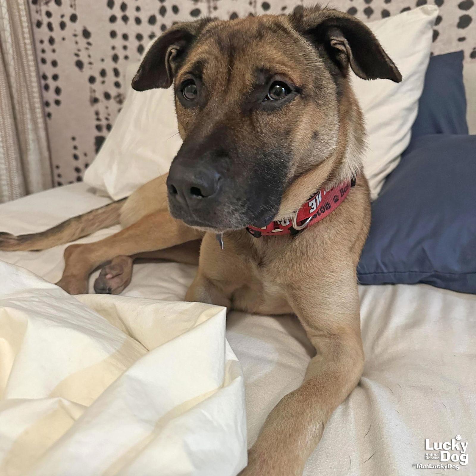 Enlarge Wiggle, a Adoptable Shepherd in Washington, DC image 2/3