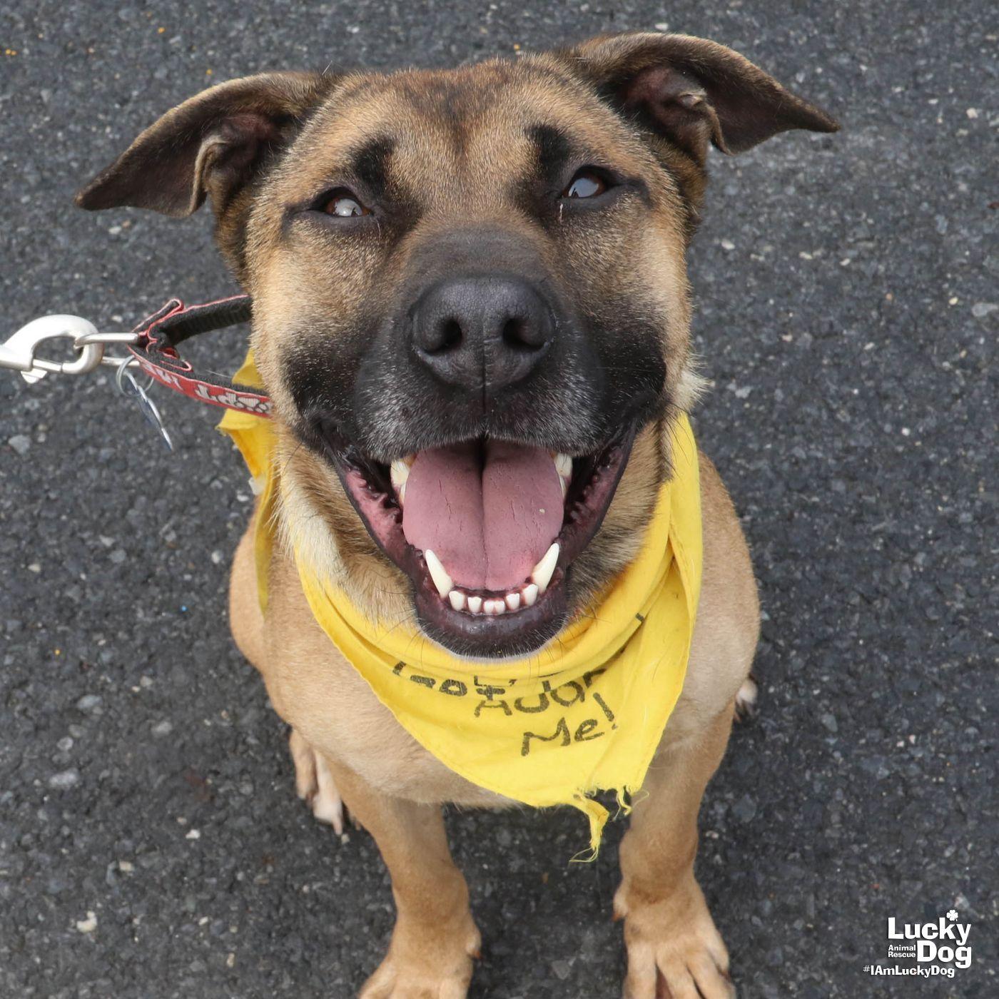 Enlarge Wiggle, a Adoptable Shepherd in Washington, DC image 3/3