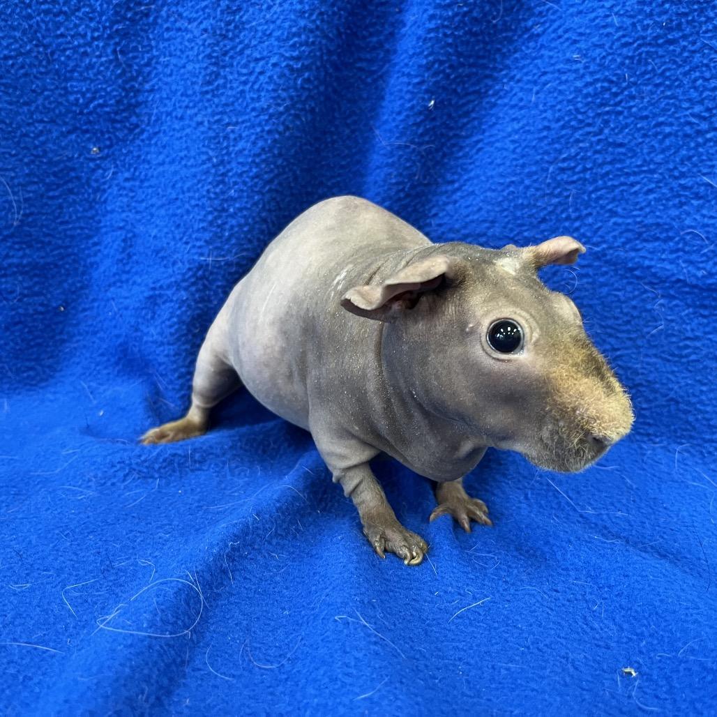Dale (bonded to Chip), Adoptable, Adult Male Guinea Pig.