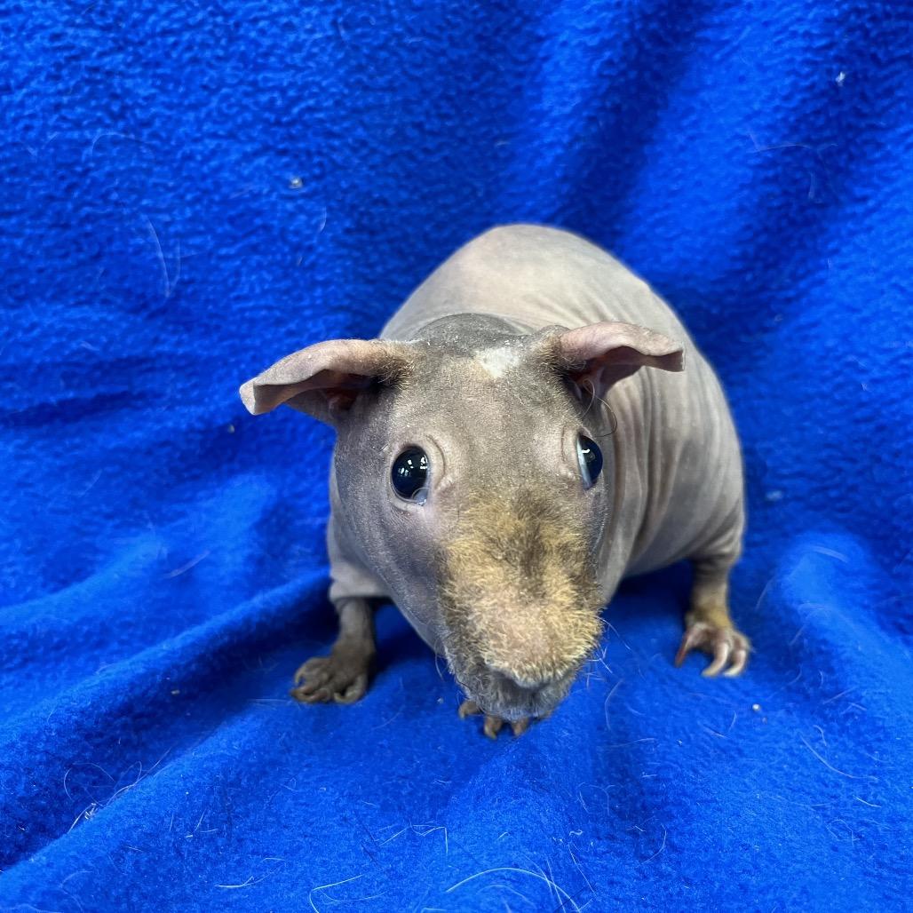 Enlarge Dale (bonded to Chip), a Adoptable Guinea Pig in Decatur, GA image 2/4