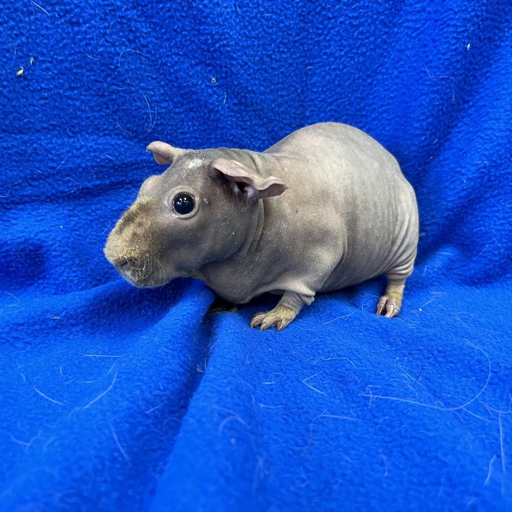 Enlarge Dale (bonded to Chip), a Adoptable Guinea Pig in Decatur, GA image 4/4