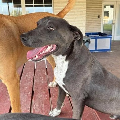 Enlarge CHANCE, a Adoptable mixed breed in Little Rock, AR image 4/5
