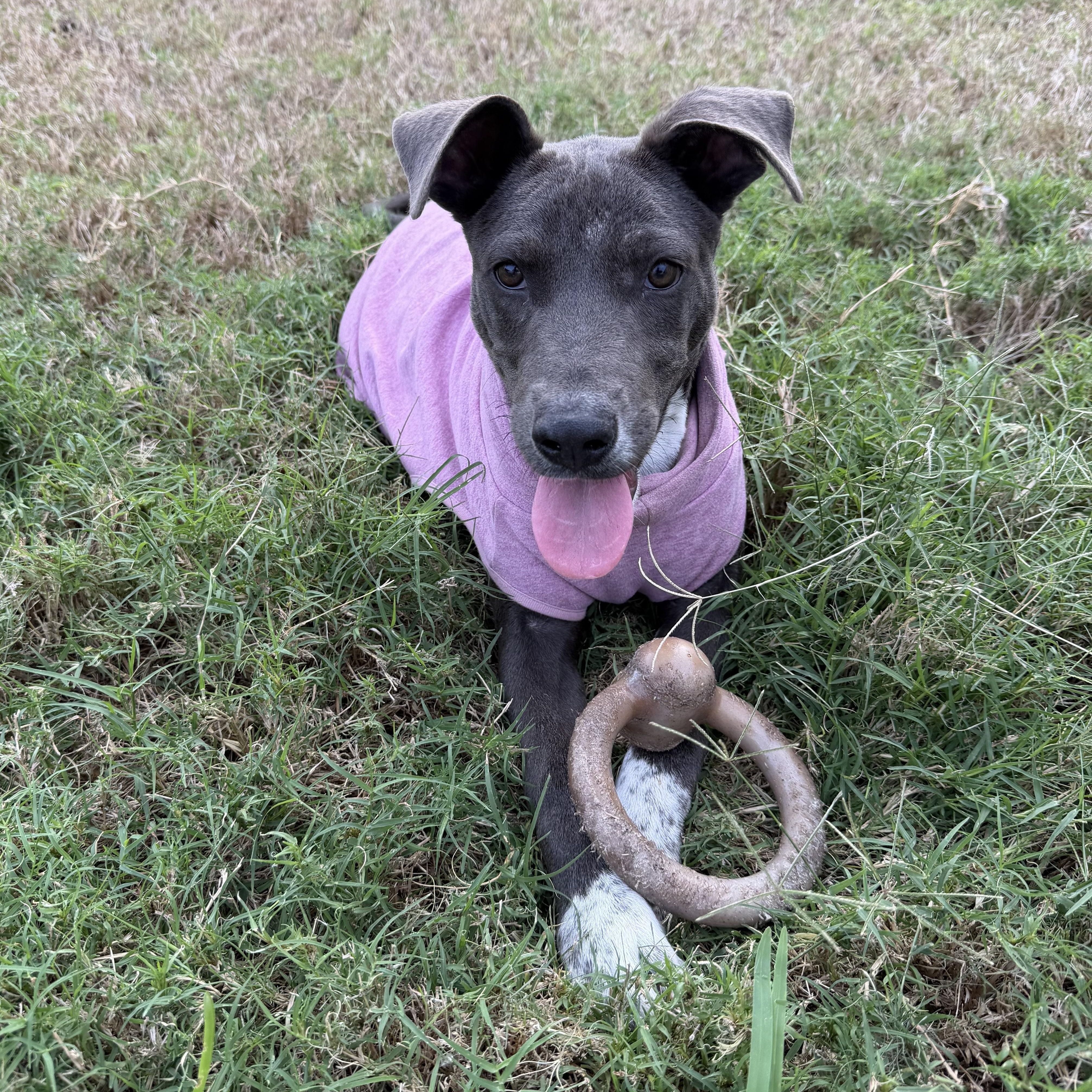 Enlarge CHANCE, a Adoptable mixed breed in Little Rock, AR image 2/5