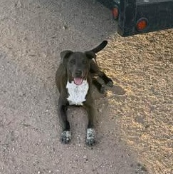 Enlarge CHANCE, a Adoptable mixed breed in Little Rock, AR image 5/5