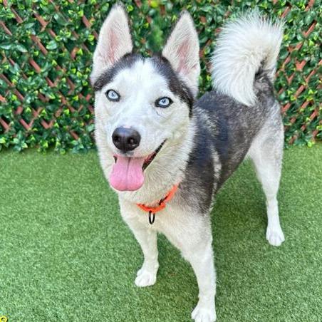 Enlarge Selene, a Adoptable Siberian Husky in West Palm Beach, FL image 1/1