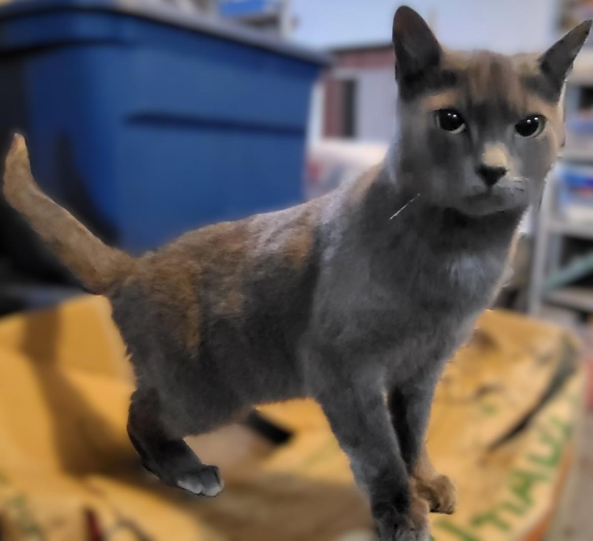 Enlarge Silver: Quiet Grace, Endless Love, a Adoptable mixed breed in Toledo, OR image 1/2