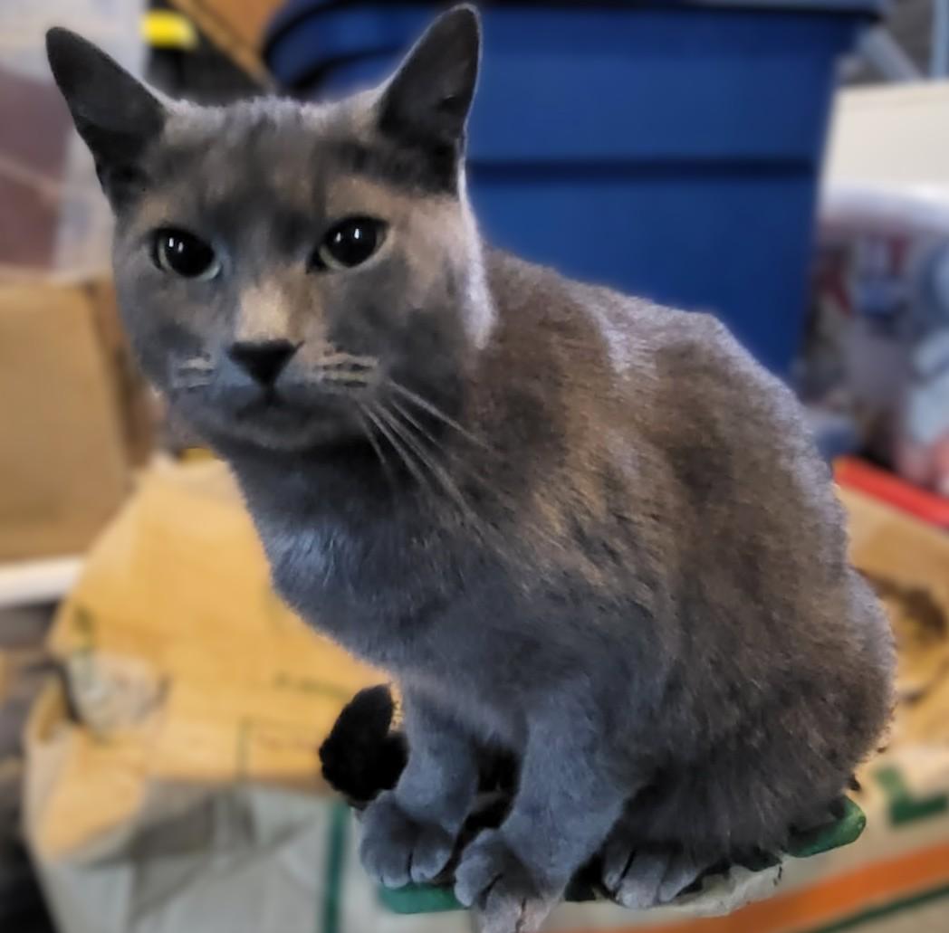 Enlarge Silver: Quiet Grace, Endless Love, a Adoptable mixed breed in Toledo, OR image 2/2