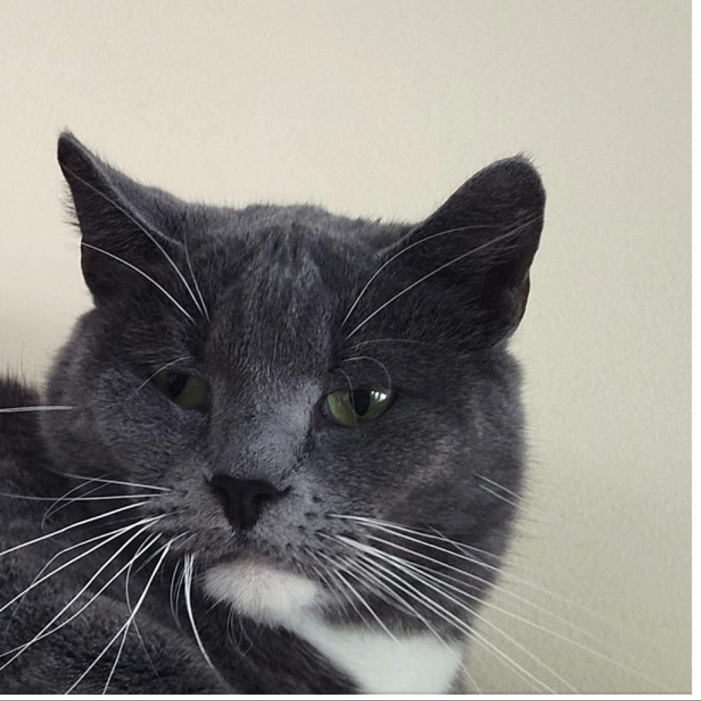 Enlarge Brock Berkeley, a Adoptable Domestic Short Hair in Merrifield, VA image 1/2