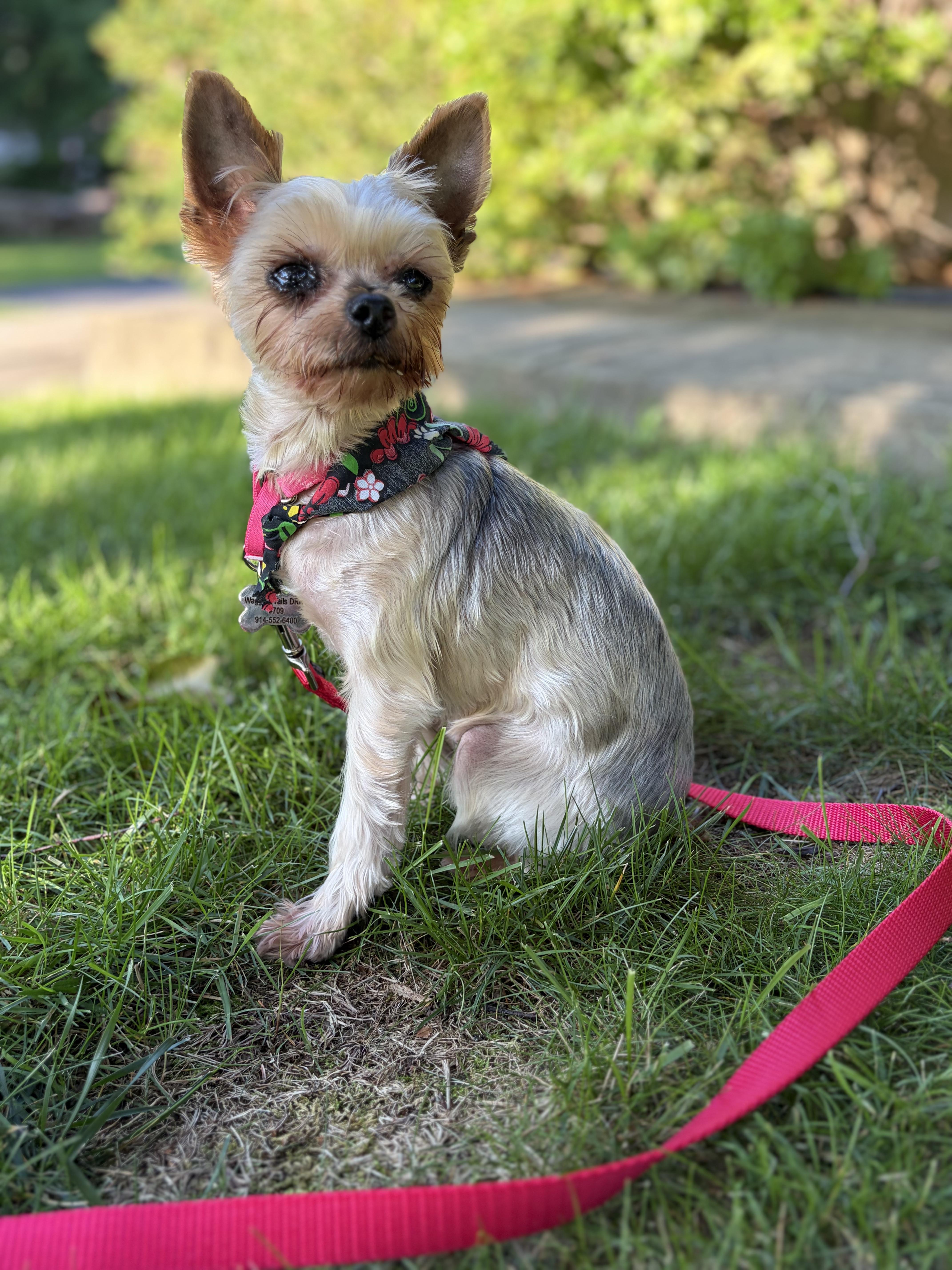 Enlarge Lulu Belle, a ADOPTABLE Yorkshire Terrier in Thornwood, NY image 2/5