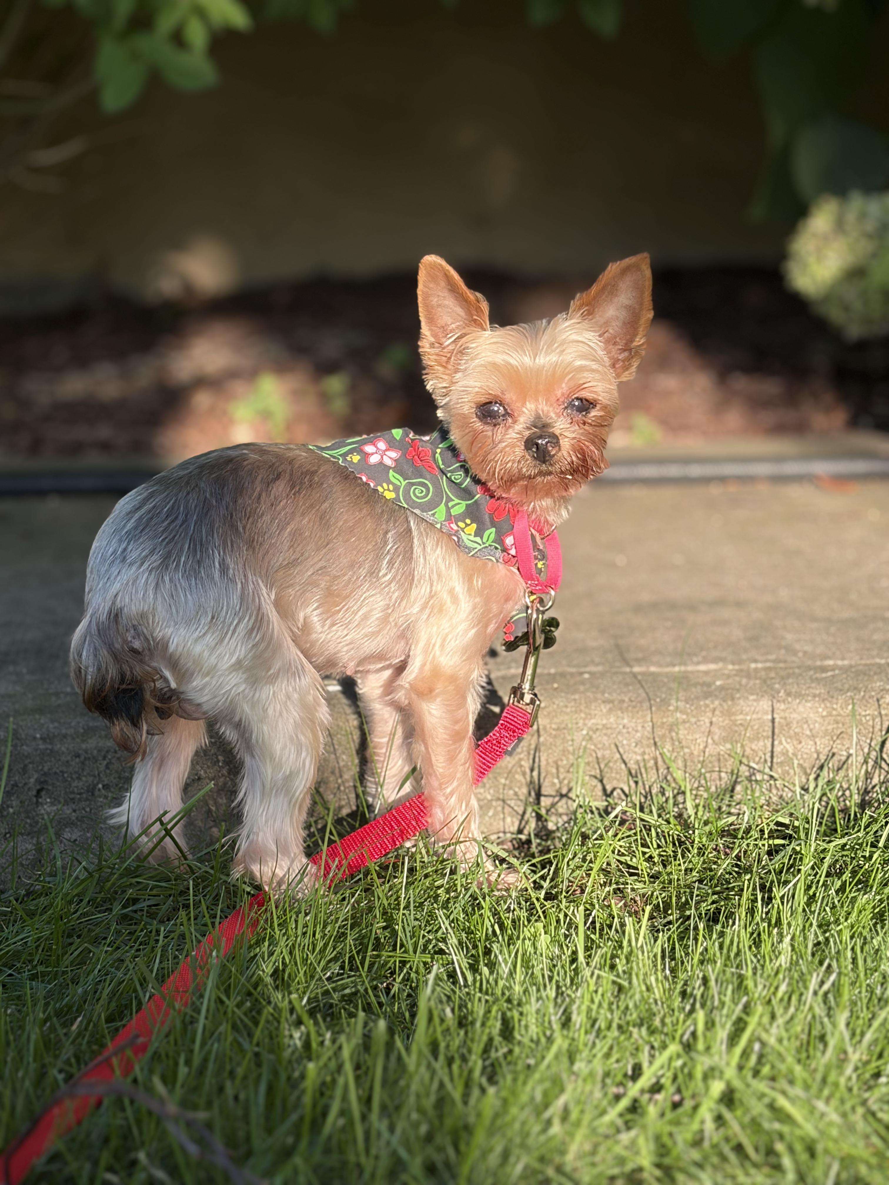 Enlarge Lulu Belle, a ADOPTABLE Yorkshire Terrier in Thornwood, NY image 3/5