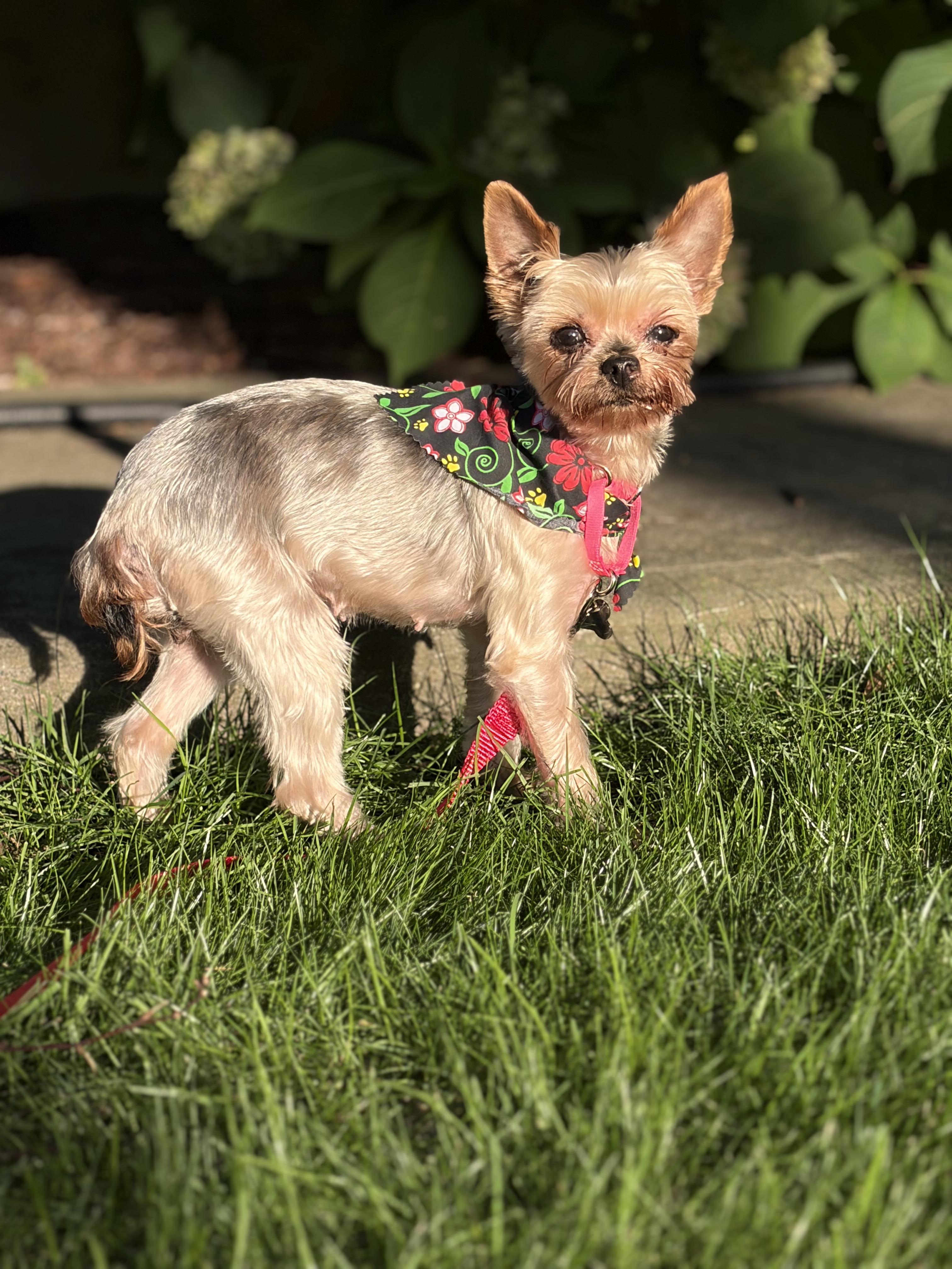 Enlarge Lulu Belle, a ADOPTABLE Yorkshire Terrier in Thornwood, NY image 5/5
