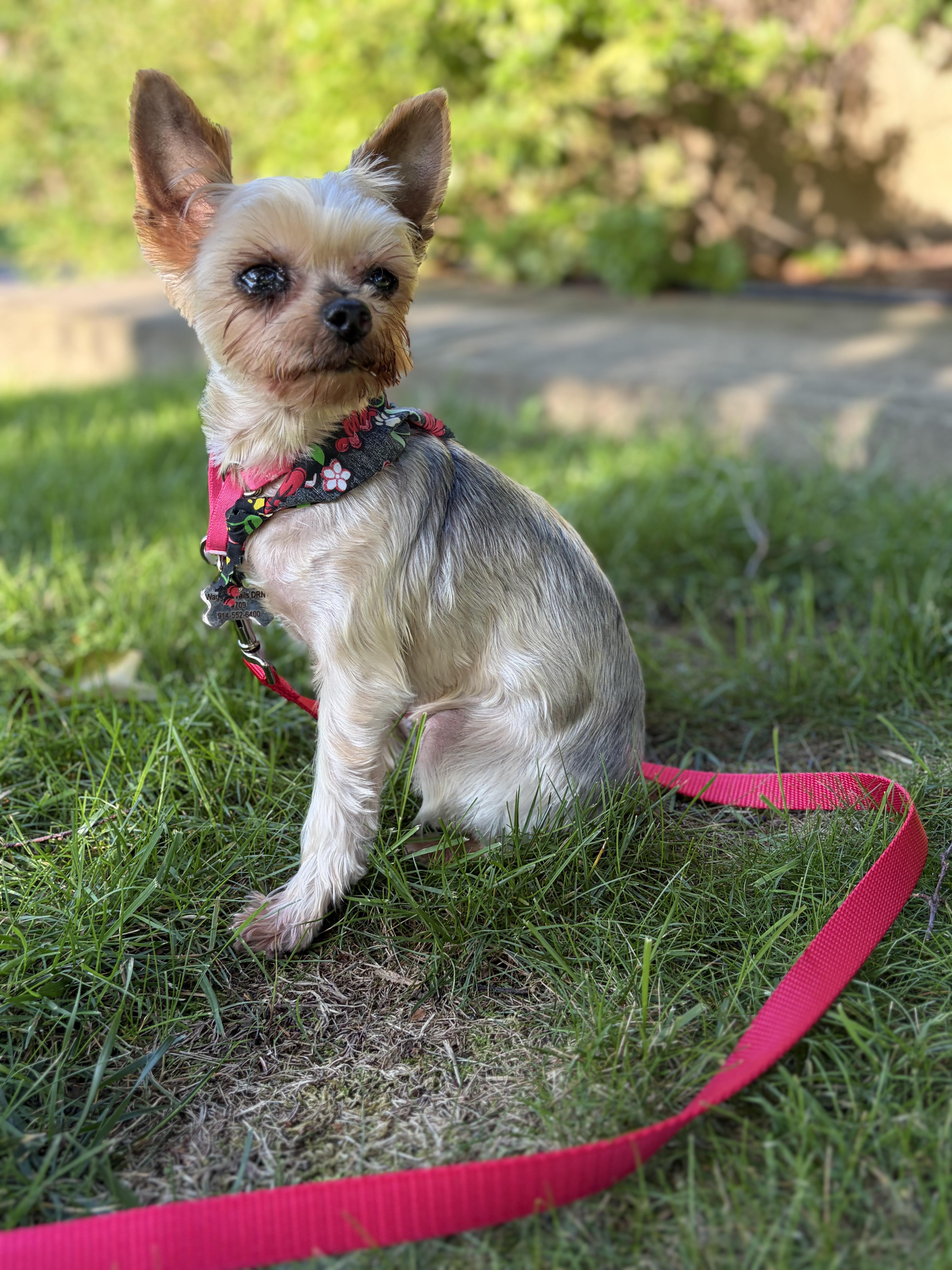 Enlarge Lulu Belle, a ADOPTABLE Yorkshire Terrier in Thornwood, NY image 4/5