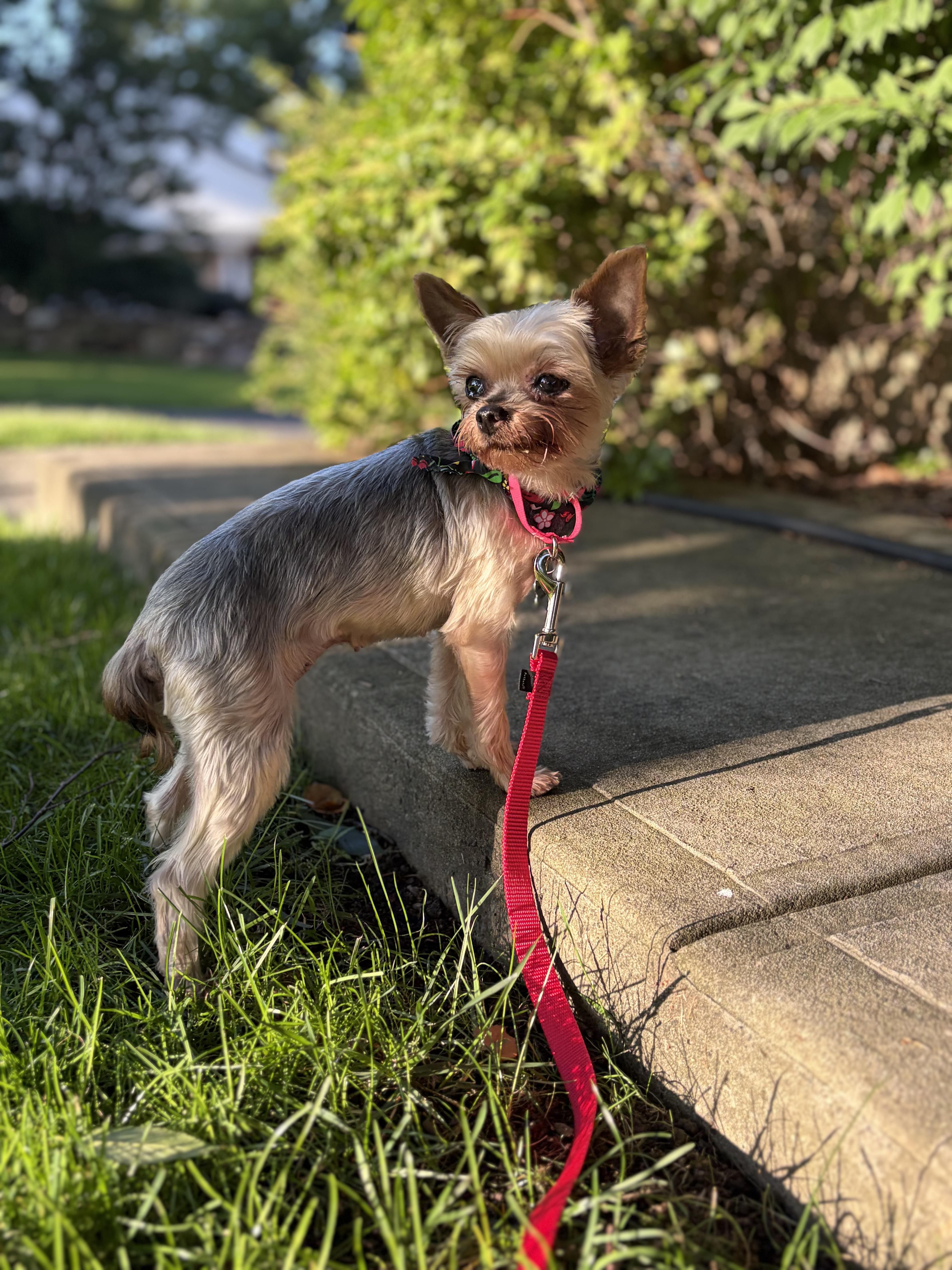 Lulu Belle, ADOPTABLE, Adult Female Yorkshire Terrier.