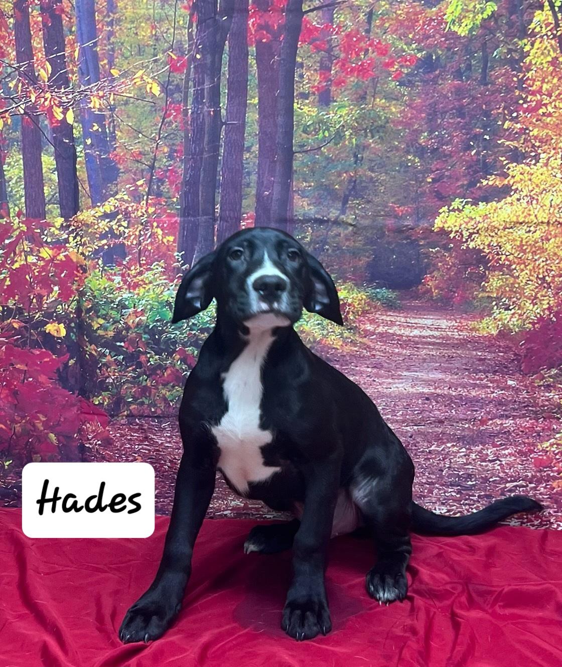 Hades