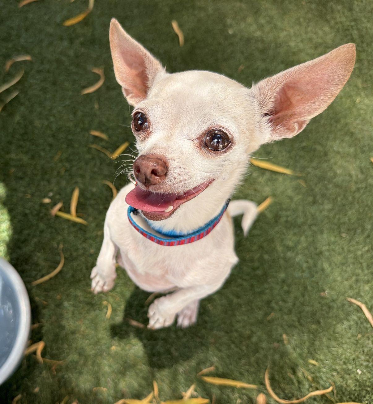 Felicity, an adopted Chihuahua in El Paso, TX image 1/6