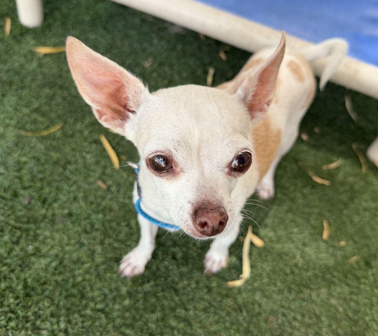 Felicity, an adopted Chihuahua in El Paso, TX image 5/6