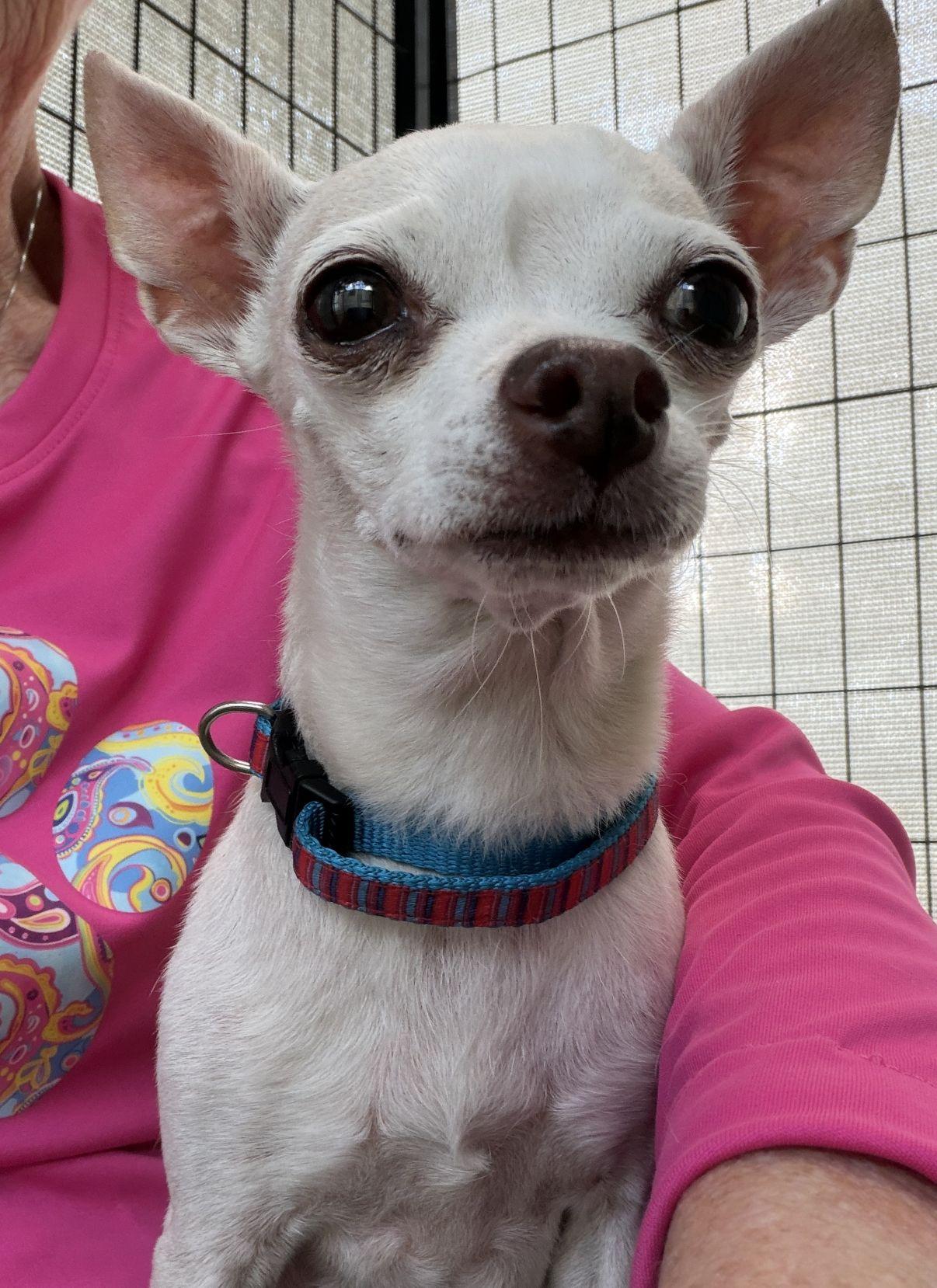 Felicity, an adopted Chihuahua in El Paso, TX image 6/6