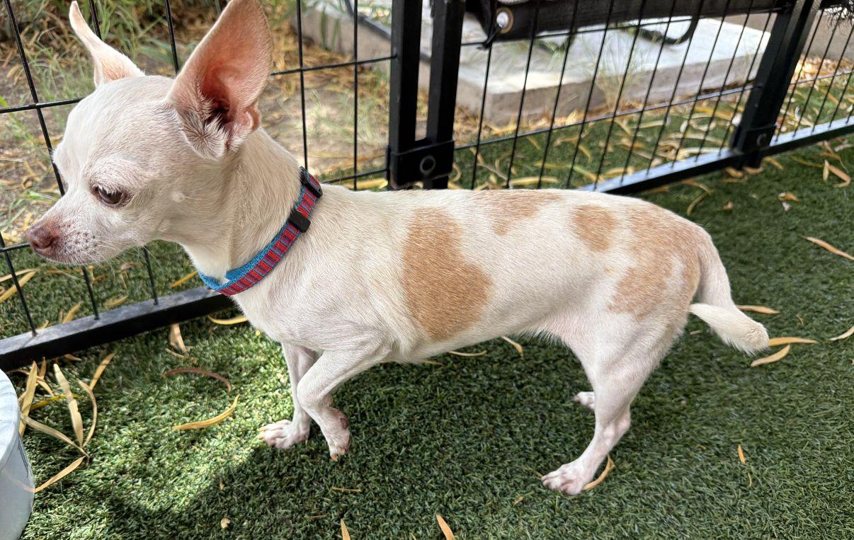 Felicity, an adopted Chihuahua in El Paso, TX image 4/6