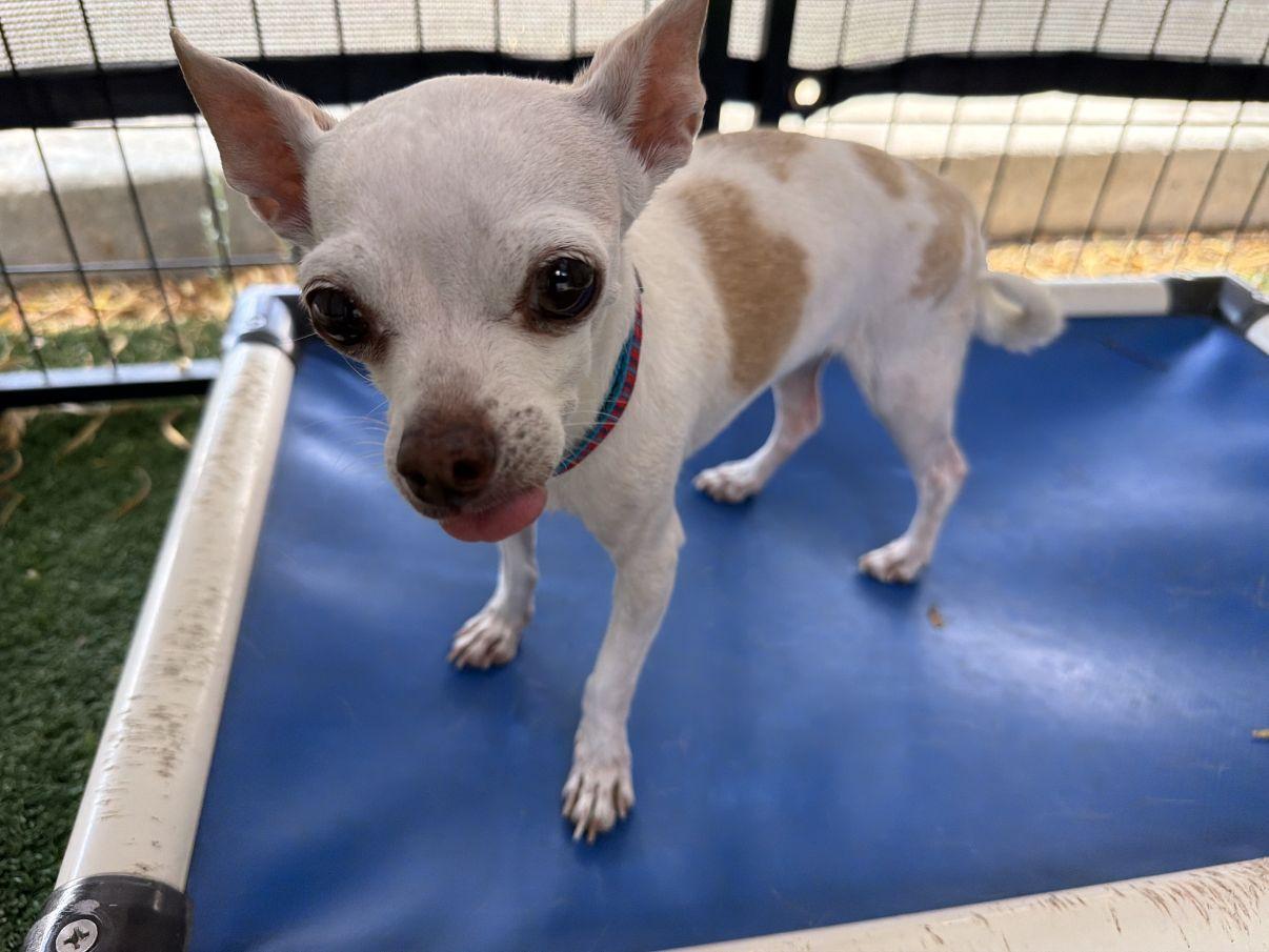Felicity, an adopted Chihuahua in El Paso, TX image 3/6