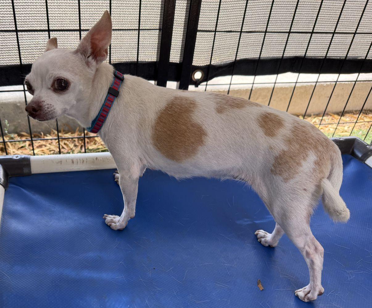 Felicity, an adopted Chihuahua in El Paso, TX image 2/6