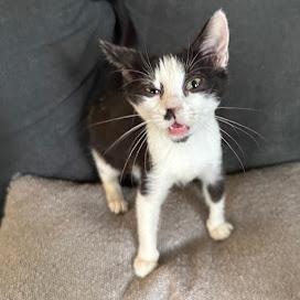 Enlarge Blizzard, a Adoptable Tuxedo in Hillsboro, OR image 1/5