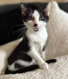 Enlarge Blizzard, a Adoptable Tuxedo in Hillsboro, OR image 2/5