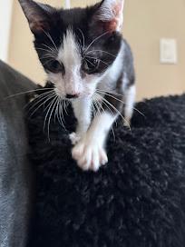 Enlarge Blizzard, a Adoptable Tuxedo in Hillsboro, OR image 3/5
