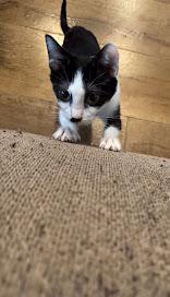 Enlarge Blizzard, a Adoptable Tuxedo in Hillsboro, OR image 4/5