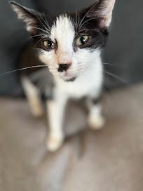 Enlarge Blizzard, a Adoptable Tuxedo in Hillsboro, OR image 5/5