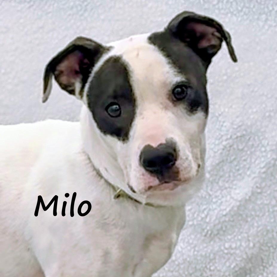 Milo, ADOPTABLE, Young Male Terrier.