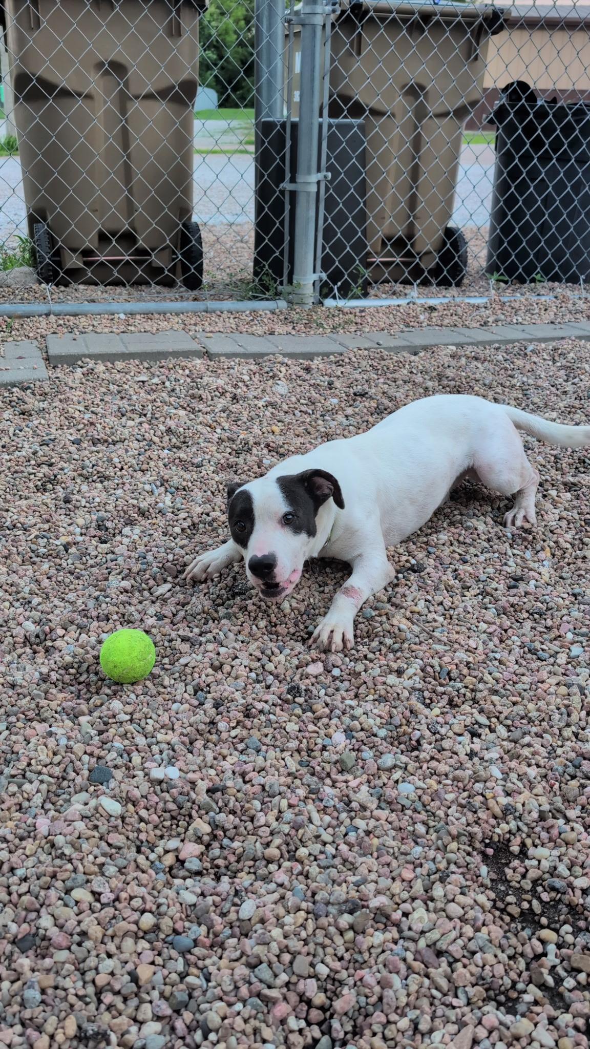 Enlarge Milo, a ADOPTABLE mixed breed in Aurora, NE image 3/3