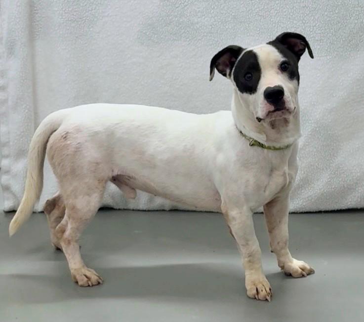 Enlarge Milo, a ADOPTABLE mixed breed in Aurora, NE image 2/3