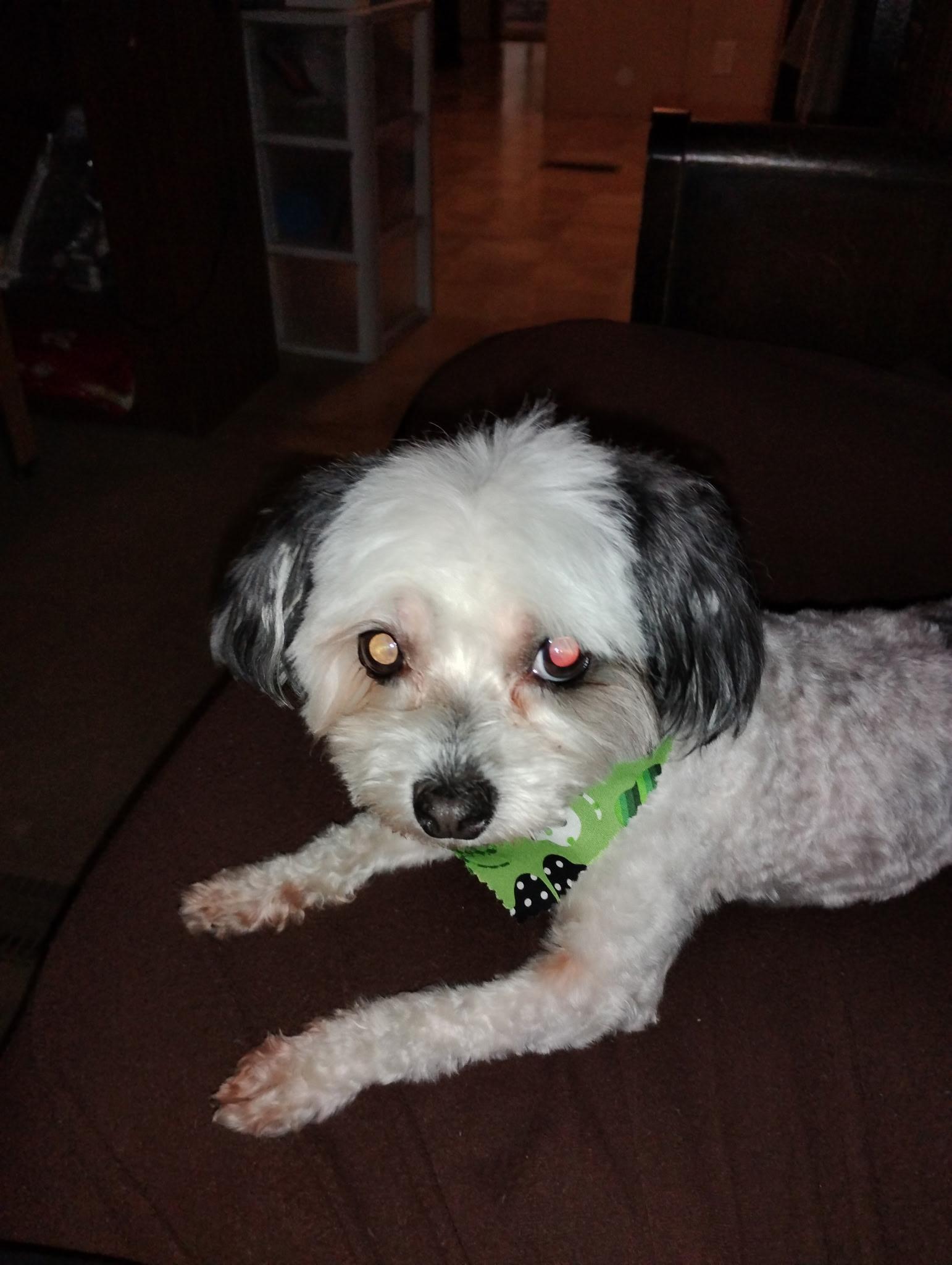 Enlarge Joey, a Adopted mixed breed in Memphis, TN image 3/3